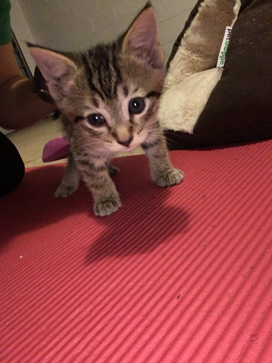 Ashlee860's tweet photo. This little dude really needs a home. Found him and took him to the vet, and he has FIV, so I can't keep him with my 2 cats :( If anyone is looking for an awesome kitty for a single-cat household... I've got your guy! #FIV #savetheKitties https://t.co/vHeI7bATjq