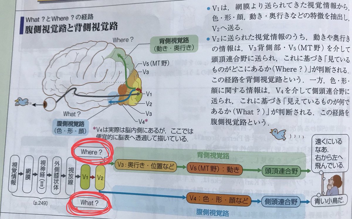 Keisuke Matsumoto フィジカルコーチ 視覚情報の なにが What どこが Where で脳での伝達経路が違うっていうのを知って面白いなあと思ったけど どう応用していいかわからない笑 けど なに と どこ の認識が脳の経路レベルで違うと考えると
