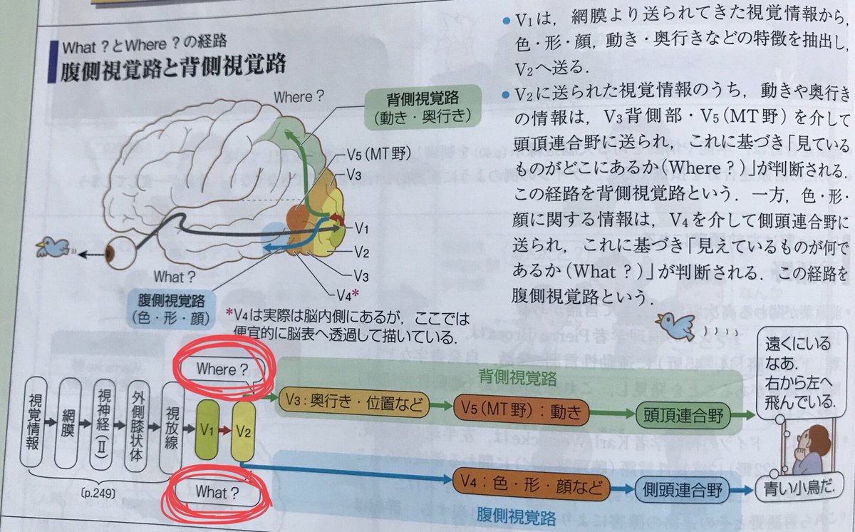 Keisuke Matsumoto フィジカルコーチ 視覚情報の なにが What どこが Where で脳での伝達経路が違うっていうのを知って面白いなあと思ったけど どう応用していいかわからない笑 けど なに と どこ の認識が脳の経路レベルで違うと考えると