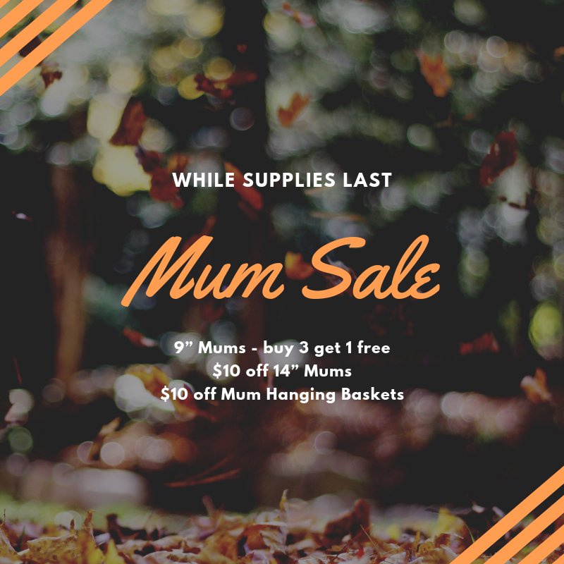 Did someone say Mum sale? Get a great deal on some gorgeous fall color! (available while supplies last) #mums #fallplants #fall #halloweenready