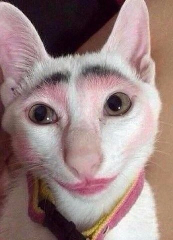 pinappleAnanas's tweet photo. БЛЯЯЯЯЯЯ АААААААА ЭТО ЖЕ НАША ФИЗИЧКА СУКААААААА АХВХАХВХВХАВВААА
ПИЗДЕЕЕЕЕЕЕЕЦЦ

 #твиттач https://t.co/a8aswX3Id0