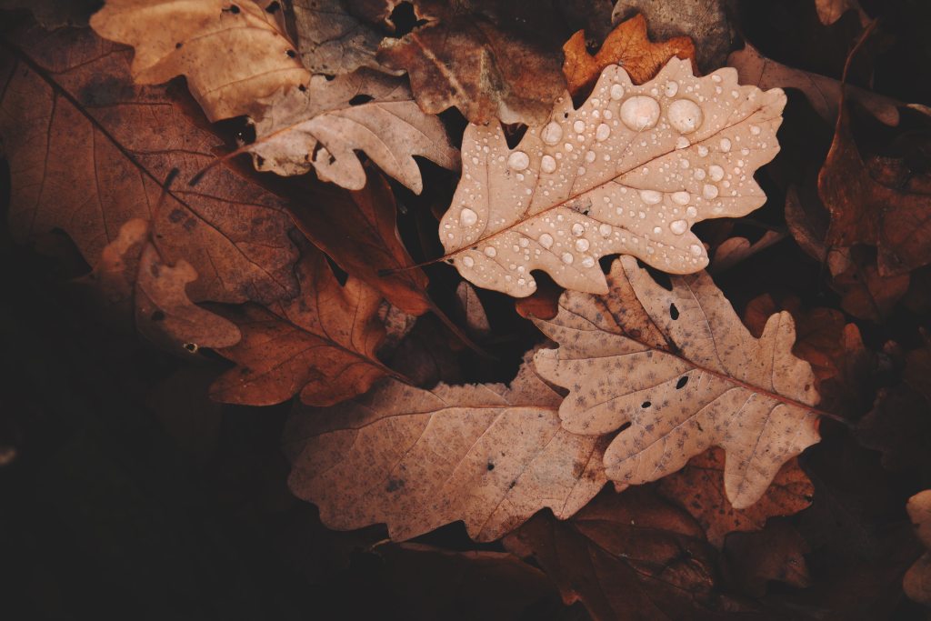 Nurse2Help's tweet photo. Caregiving Tips for the Fall Season https://t.co/YNz2UAUNqJ https://t.co/DC0Do8OstU