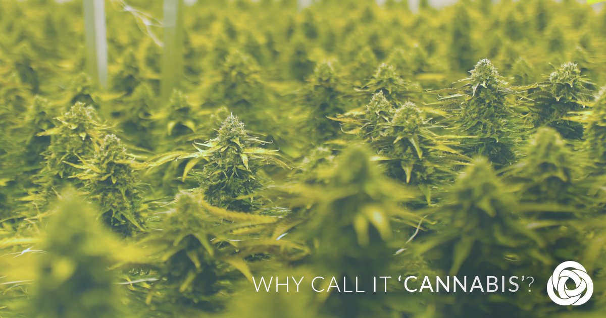 “Why do you use the term ‘cannabis’, instead of marijuana, or weed?”. Great question!
Generally, 'weed’ or ‘marijuana’ refers to the dried flower of a cannabis plant - meaning that ‘cannabis’ refers to the plant as a whole. Read more: bit.ly/2AnMlvY
