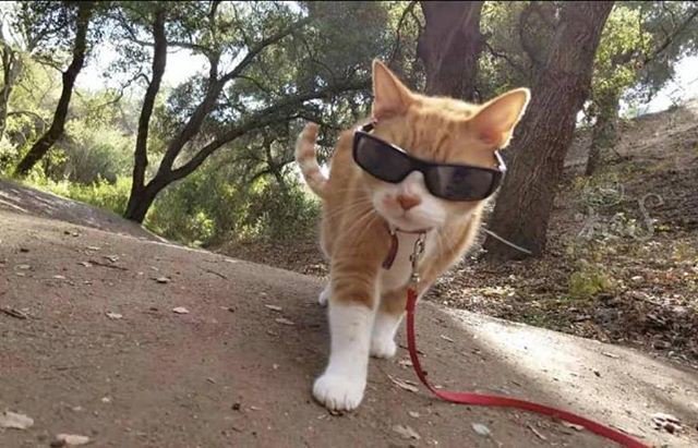 MyKawaiiAnimals's tweet image. Reposting @miyouji: - via @Crowdfire 
The new tiger in the forest.
#juancatisbusy 
#travelwithcats .
.
.
.
.
#tabby #tabbycat #kitty #cat #cats #catoftheday #adventurecat #adventurekitty #pets #funny