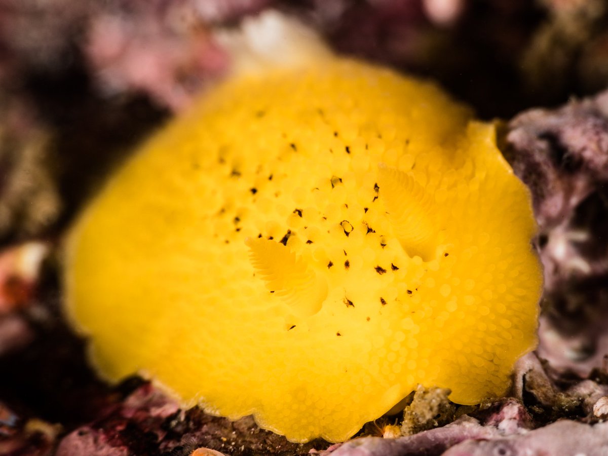 A macro photo of a yellow sea lemon