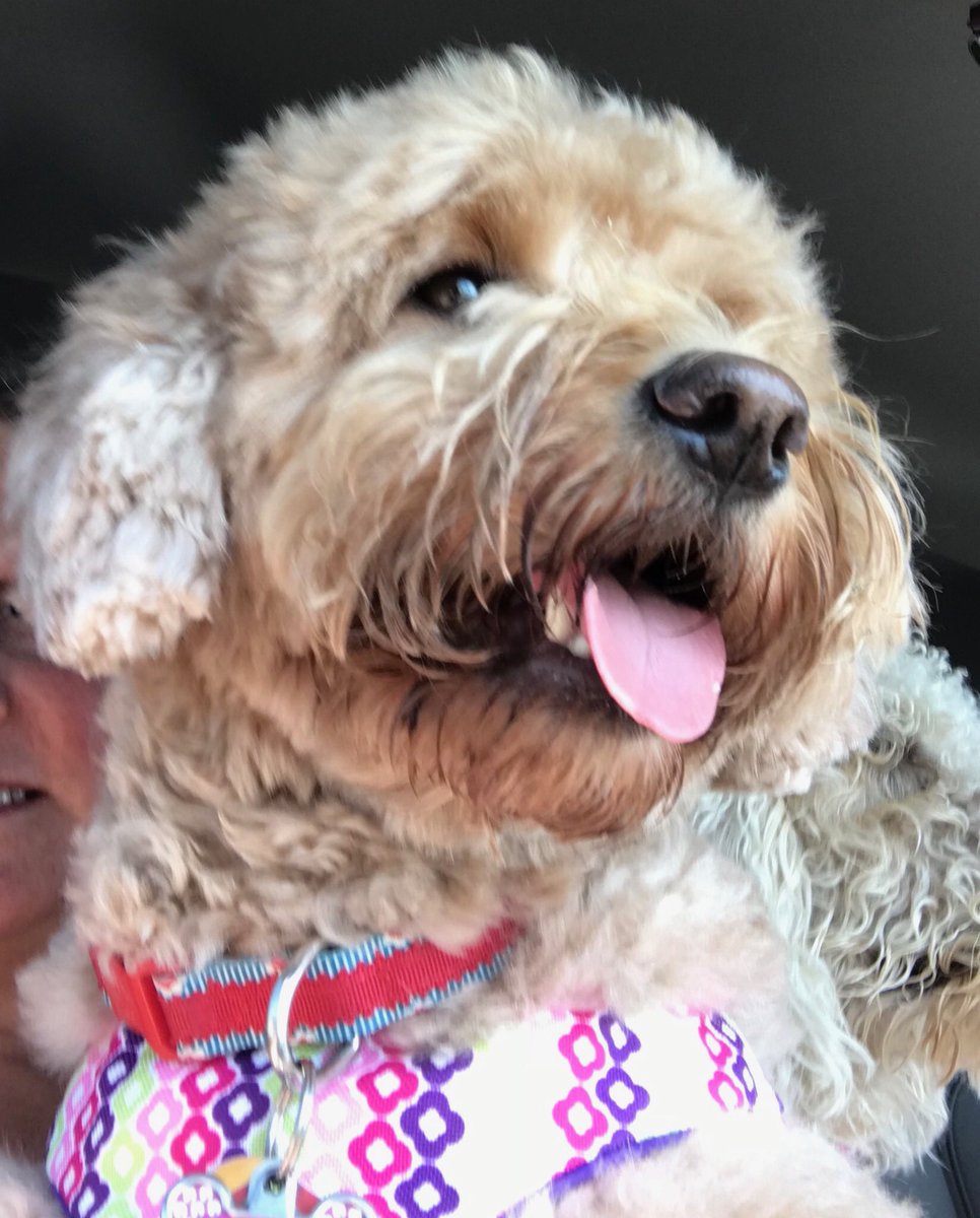 OUAGDBooks's tweet photo. It’s TTTuesday! So I’ve got my #tot going on. 👅🐾❤️
:
:
:
#tongueouttuesday #woof https://t.co/oE5wTPLhN4