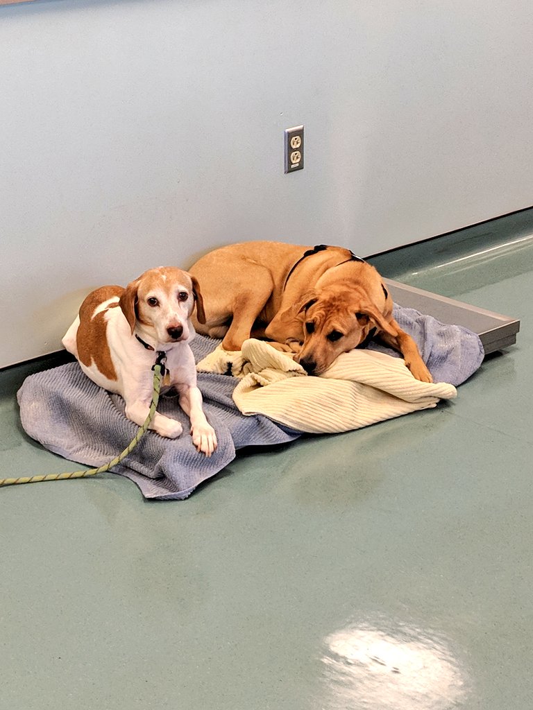Hillside43050's tweet photo. We have some lazy #dogs around here.. #FriendshipGoals #lazy #kipperthedog #bindi #hvcmascot https://t.co/AaIHWcQ8Eo