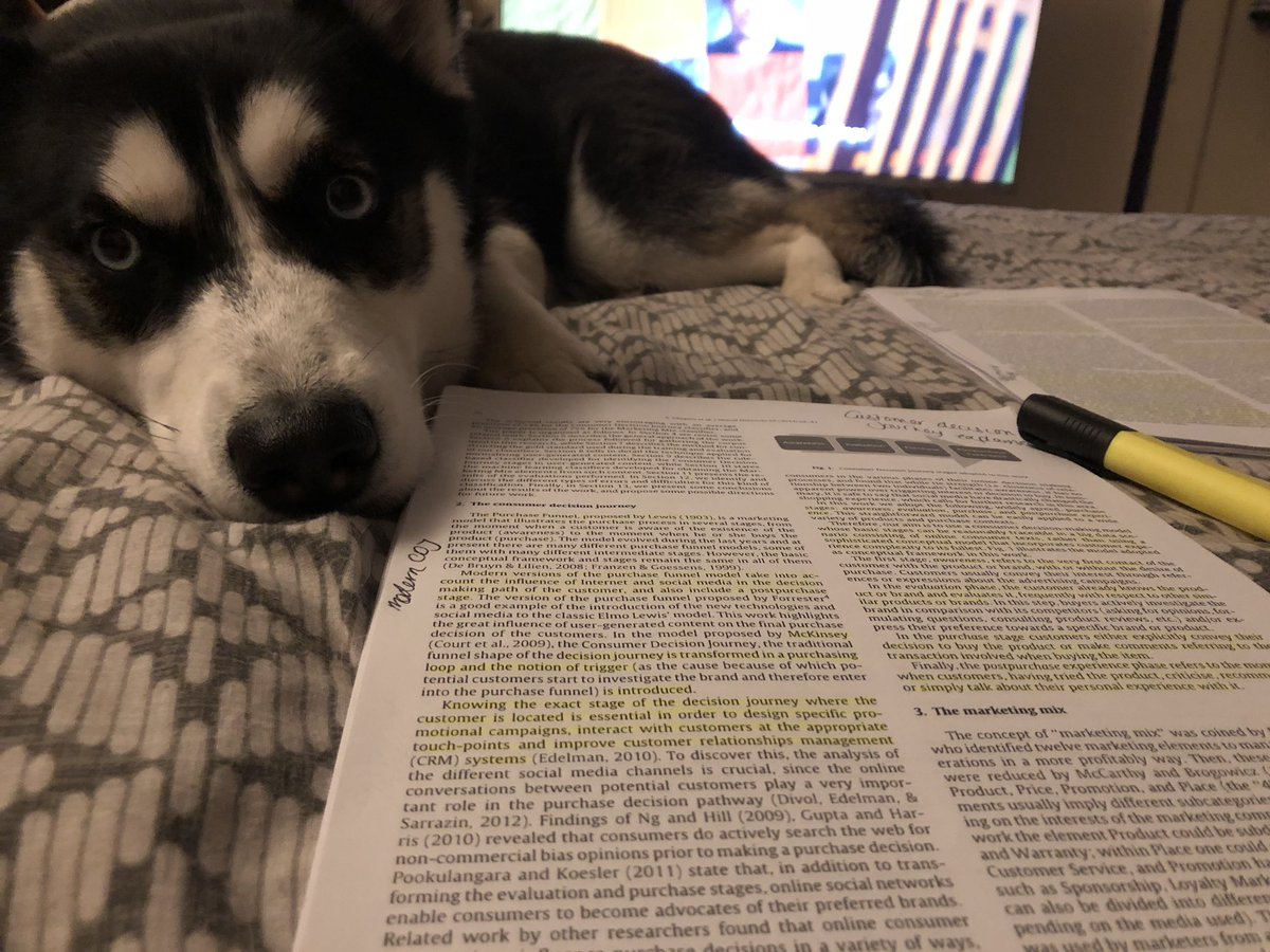AbiWorsey's tweet image. How I wish she could read 😂 especially the not so interesting journals. 

#uniproblems #dissertationtime #siberianhusky