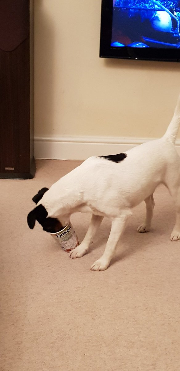 shark_smooth's tweet photo. Help! My head is stuck!! The embarrassment is worth it for the yogurt! #onken #bigpot #yogurtLove #luckyboy #TuesdayTreat #smoothfoxterrier #LongNosesHaveTheirUses #BestBitAtTheBottom https://t.co/Cz9zCqVNN9