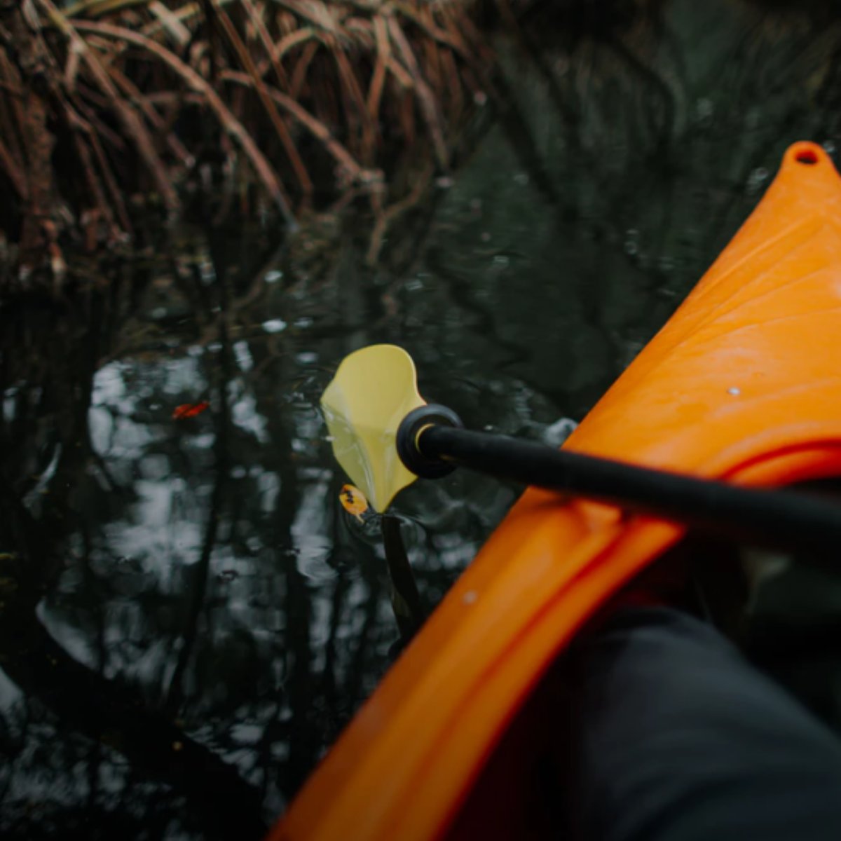 The low profile and silence of our kayaks allows you to observe wildlife in an up-close and nonthreatening manner.
