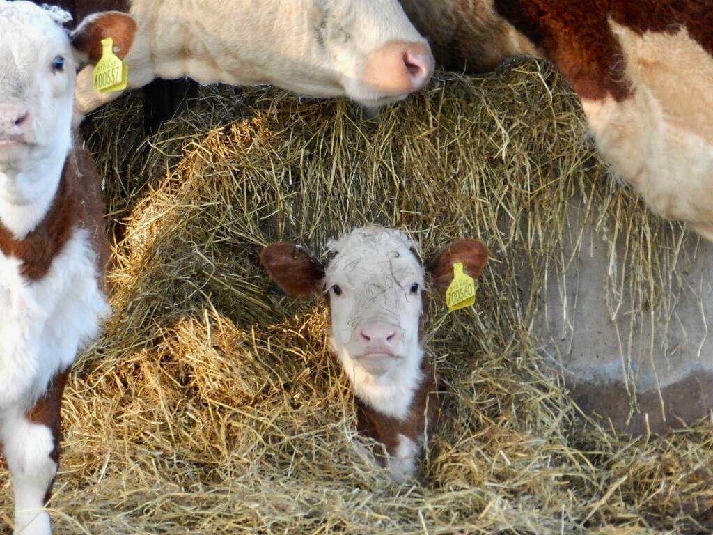 BoycefieldFarm's tweet photo. One very cosy calf... #Calving18 #Herefords https://t.co/KGxL9zEG24