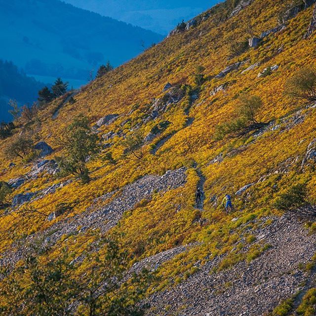masisimon's tweet photo. Autumn ride by @nacho_grez 1/3 :
Singletrack in the mountain. 
@vaudesport @gripgrab @timecycling @spanninga_ @cubebikes_fr @asporteyewear 
#embraceautumn #gripgrab #becube #photography #mtbguide #vercors #mtb #outdoors #LI #simonmasi #inspirationvercors https://t.co/uMnSvk5Bkt https://t.co/VJATqSaSZe