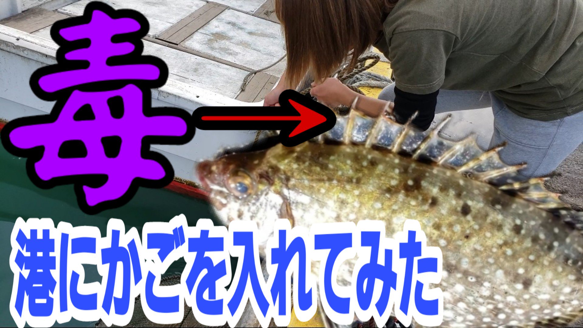 まいろ船長 新潟youtuber T Co Gi50jvty6o 動画は 毒棘アイゴ発見 気候の変化で水温上昇のせいかあたたかい地域の魚が新潟県の糸魚川へ アイゴ 毒魚 猛毒 毒棘 バリ イタイタ バリゴ 糸魚川 日本海 釣り T Co 6bjtd5ed4j