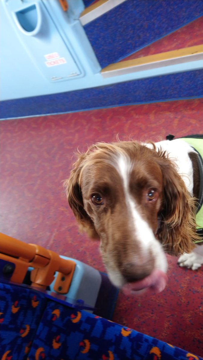 RPD_Charlie's tweet photo. Charlie on the bus to kingswear..then a walk through the woods..lucky boy!! https://t.co/MUlv3tpZOf