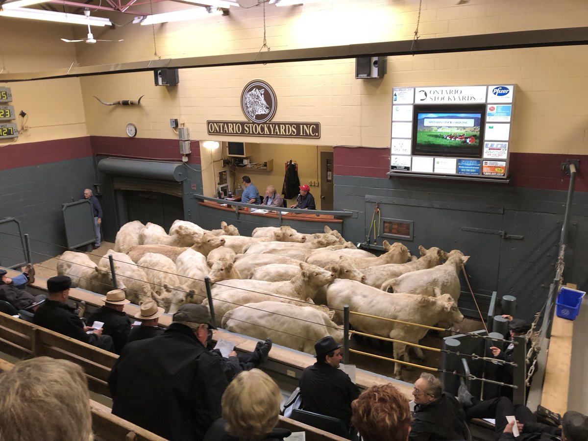 Today at the Ontario Stockyards 97 <a href="/OnCharolais/">Ontario Charolais</a> yearling steers starting the day off by blowing the stack off the place!

25hd x1050 x $195.50
24hd x1056 x $195.50
25hd x 1118 x $196.00
23hd x 1127 x $196.00