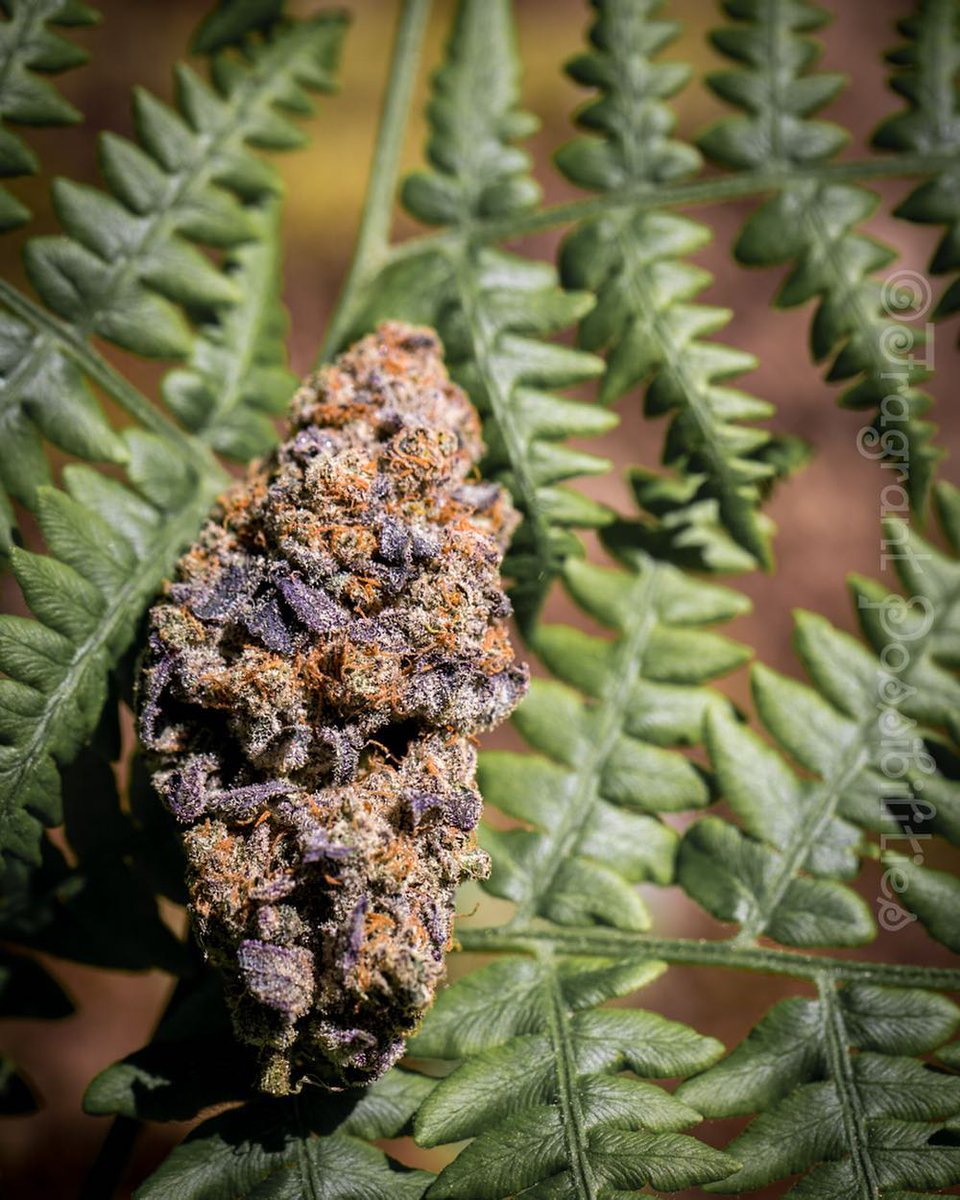 HighHeatExtract's tweet image. The THC and CBD – as well as other cannabinoids – help sufferers deal with the pain, especially when using quality cannabis creams and balms.

#cbd #cbdoil #hemp #cannabidiol #stayfaded #stayfaded #besthempproducts #bestcbdonlinestore #CBDOIl #CBDProducts #CBDOilDeliver