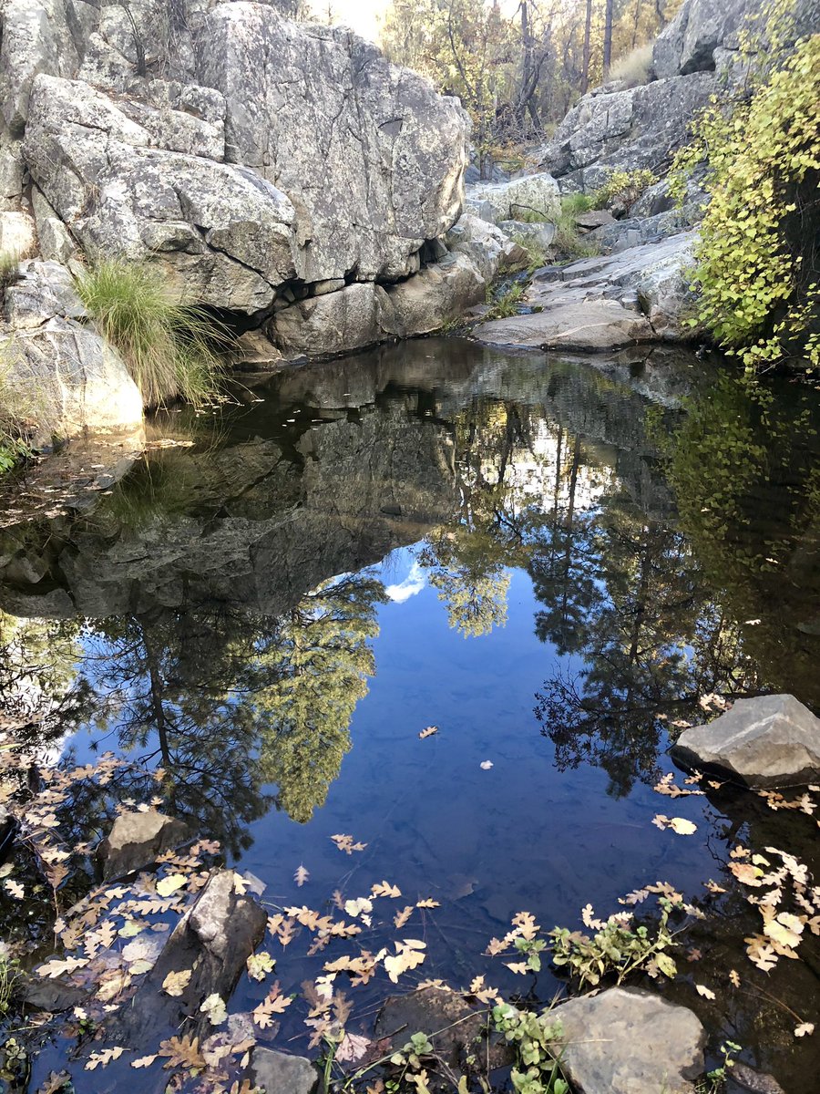 NearAndFarAZ's tweet photo. Leaf alert! ๐There are still plenty of green leaves all over #PrescottAZ, but the colors they are a changinโ๐ in pockets along the #creeks #fallcolors #Trail396 @PrescottNF #Goldwaterlake #prescotthiking #hiking #52hikechallenge2018 #Hike36 #hikearizona #AZhiking https://t.co/kAmkxEOQy7