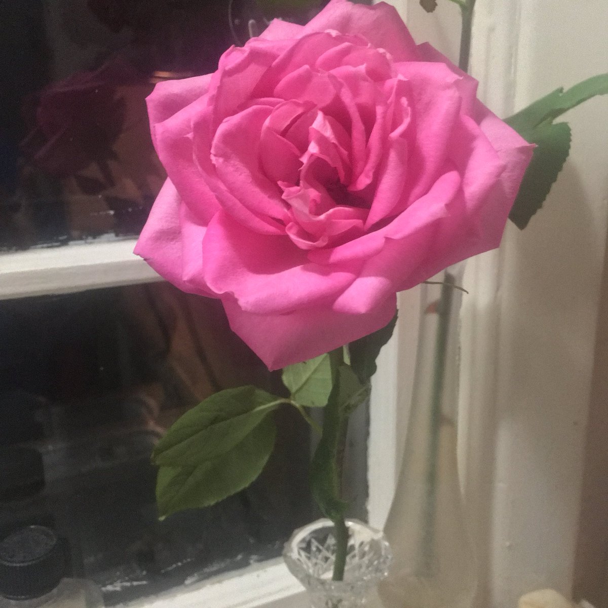 gatorandann's tweet photo. My wonderful son surprised me with this beautiful rose the other day!  Thank you @nouveauemo!  That was very thoughtful and there are no words to describe how deeply I love you!#love #proudmom #loved https://t.co/saa6ak2InT