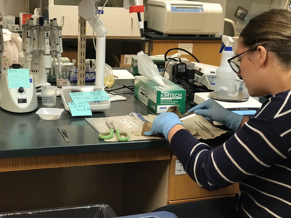 Sreejata116's tweet photo. Collecting degraded mulch pieces and soils from inside these meshbags buried for four long years in our #biodegradablemulch plots. Looking forward to capturing some super cool bacterial and fungal communities. #plasticmicrobiome #soilmicrobiome #longtermdegradationstudies https://t.co/wBUSXznec9