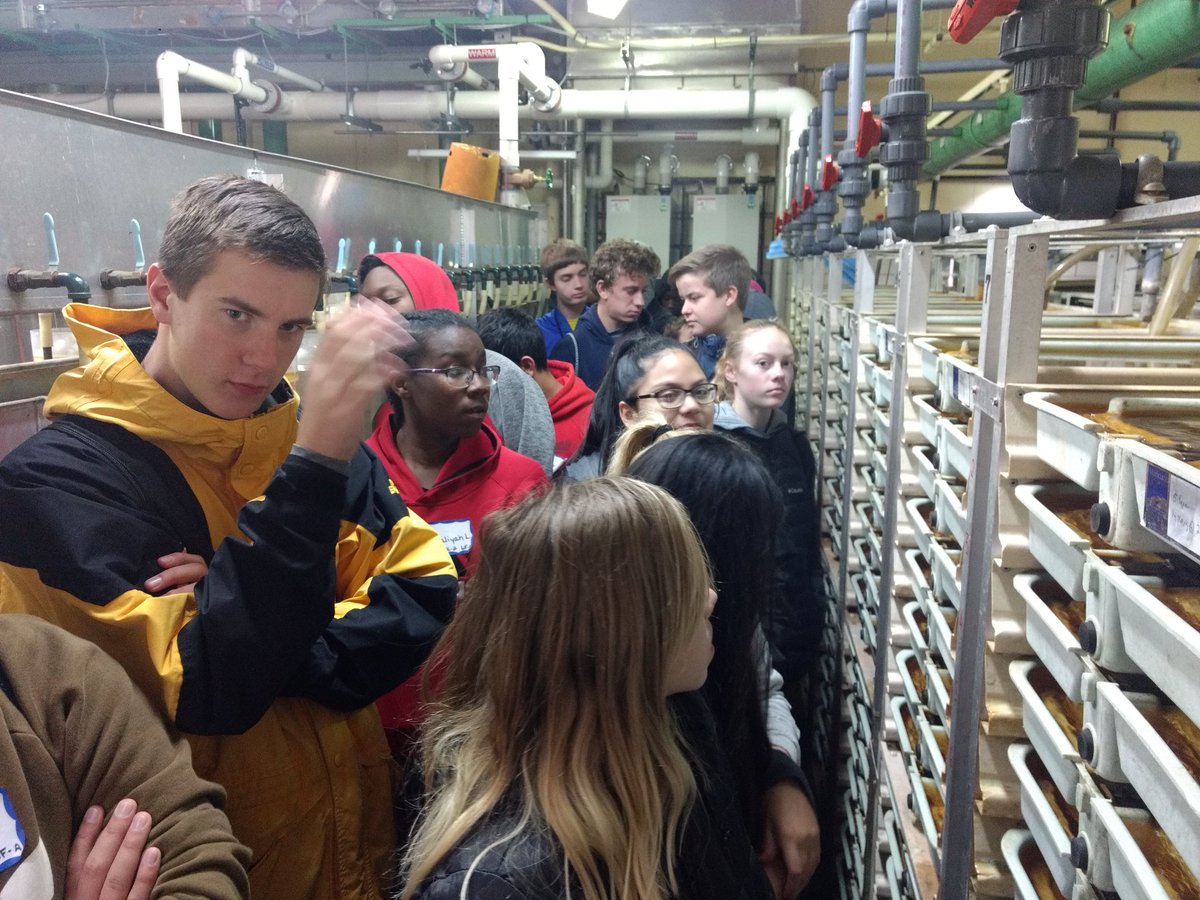 mrsmackellar's tweet photo. Visiting our salmon eggs at Wolf Lake https://t.co/6jRtl7njnw