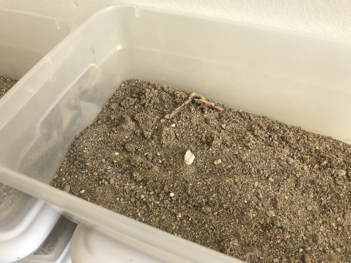 jlynnh8's tweet photo. #workconfession: i don’t know what these containers of dirt in the music room are for and at this point I’m too afraid to ask https://t.co/V5WyEXxX9L