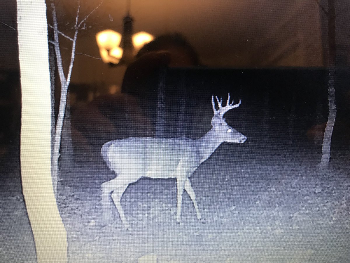 Hope I run into this guy soon! #gunseason #buck #deer #Hunting #wildlife #groceries