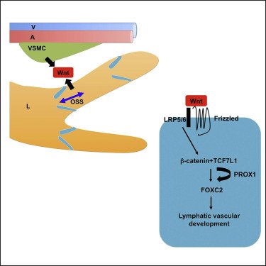 Top story! Complementary Wnt Sources Regulate Lymphatic Vascular Development via PROX1-Dependent Wnt/β-Catenin Signaling <a href="/GeorgiaTech/">Georgia Tech</a> <a href="/Mizzou/">Mizzou</a> <a href="/UofOklahoma/">University of Oklahoma</a> <a href="/USC/">USC</a> <a href="/CellReports/">Cell Reports</a> ow.ly/dxlb30mkLhZ