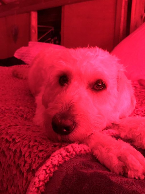 Being a good boy while mommy play WoW. Why can&rsquo;t he be this well behaved while I&rsquo;m camming!!!! https://t<a href="/tag/come"class="tags"><span>#come</span></a><a href="/tag/cammodel"class="tags"><span>#cammodel</span></a><a href="/tag/chaturbate"class="tags"><span>#chaturbate</span></a>