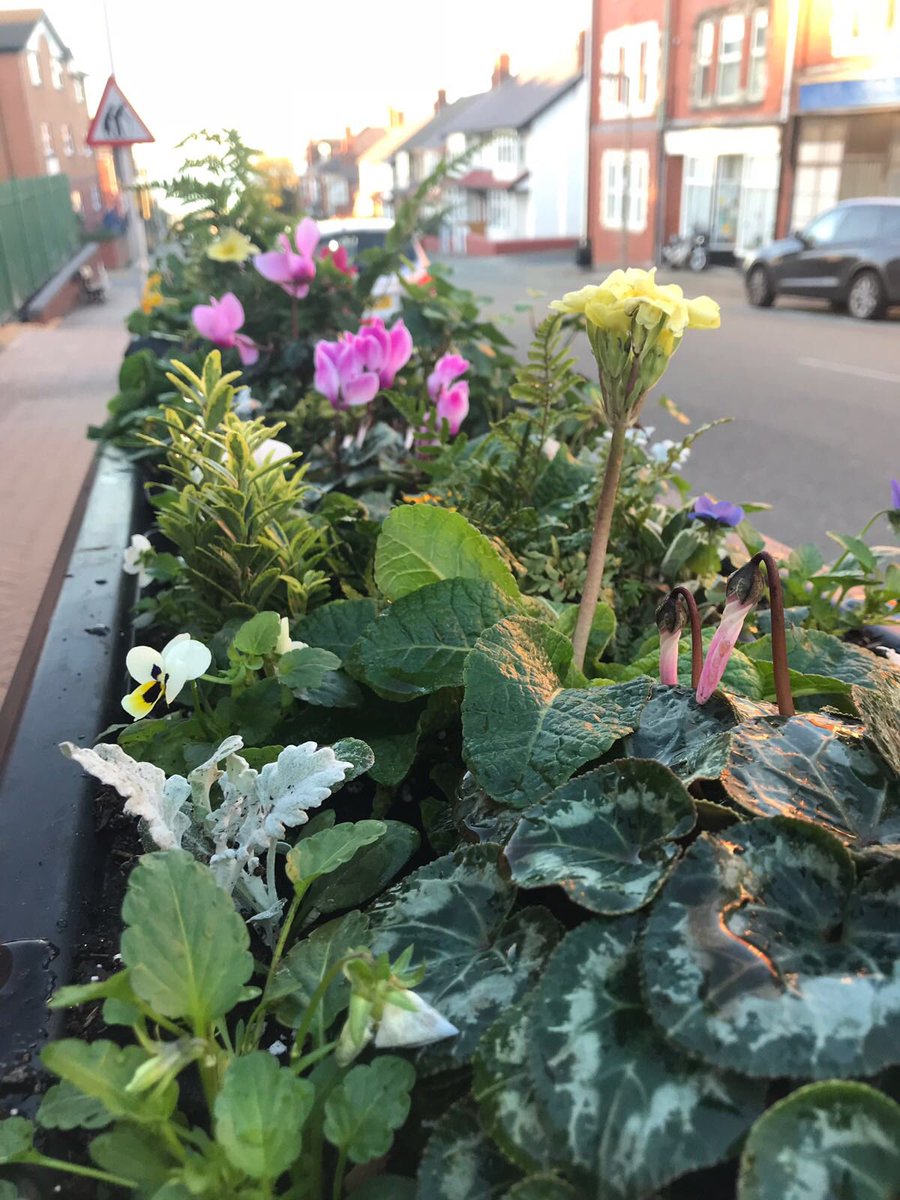 Our wonderful volunteers just haven’t stopped... has anyone spotted these beauties at New Brighton Railway Station? 🌼🌼🌼#NIBS @merseyrail @WirralLine