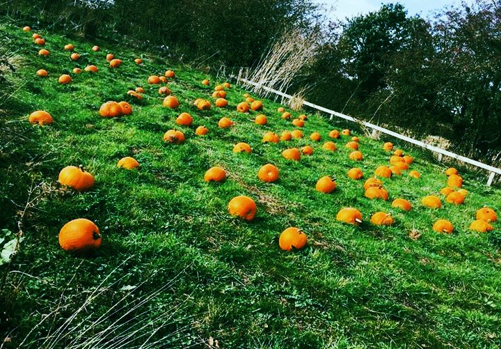 PUMPKINS - £2.50 EACH - COME AND PICK YOUR OWN 

OPEN EVERY DAY 9-4PM