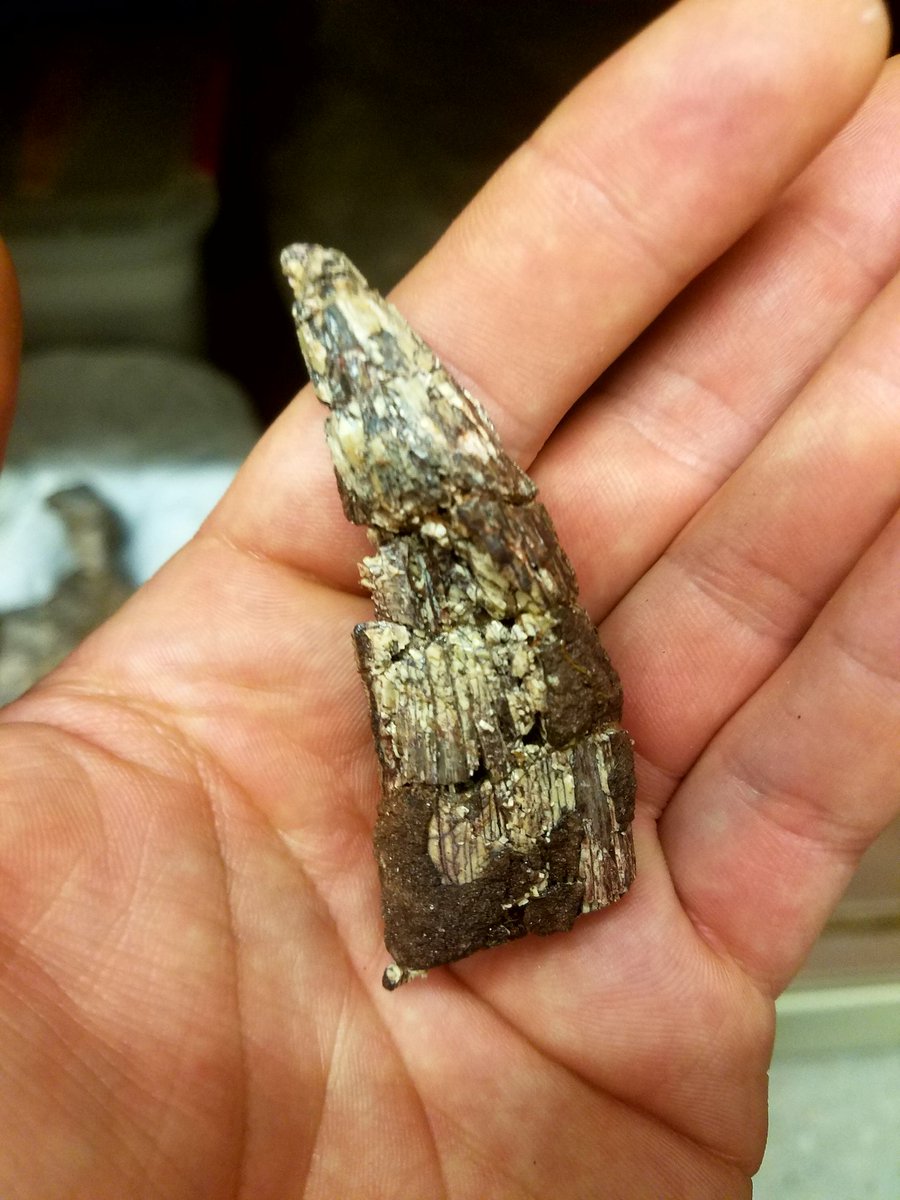 DannyAnduza's tweet photo. An isolated Dilophosaurus tooth, collected by Sam Welles in Arizona, 1964.  Although #Dilophosaurus is well-represented in pop culture, skeletal remains of this dinosaur are actually fairly rare, with only a few specimens known.  This particular one is cared for at @ucmpberkeley https://t.co/PkYNs1eVox