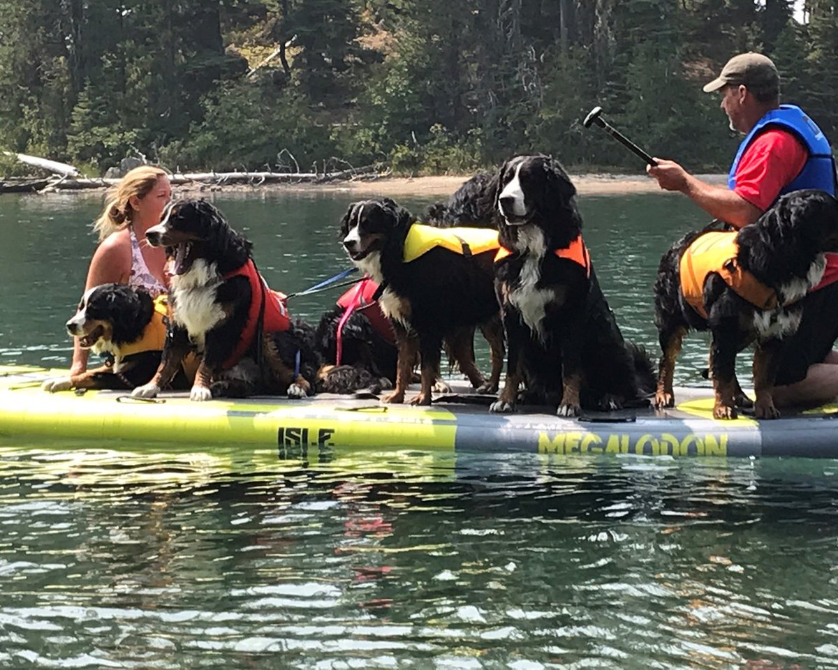 isleboards's tweet photo. Life goals⦠#doggiepaddle
#ISLEsup #paddleboarding #SUPpups #paddleboardingdogs https://t.co/rq7W5jSzh9