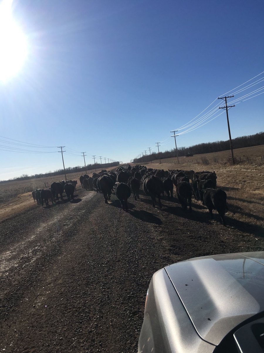 NorthRidgeRnch's tweet photo. Getting closer to shipping. #FallRun18 #RanchLife https://t.co/rCehp89IZy
