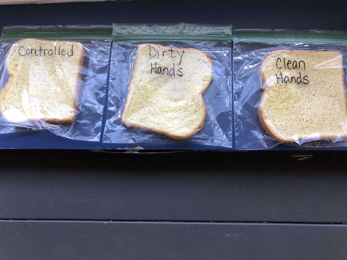 The Bread Experiment: Check back in a week to see the results! #germs #washyourhands #science