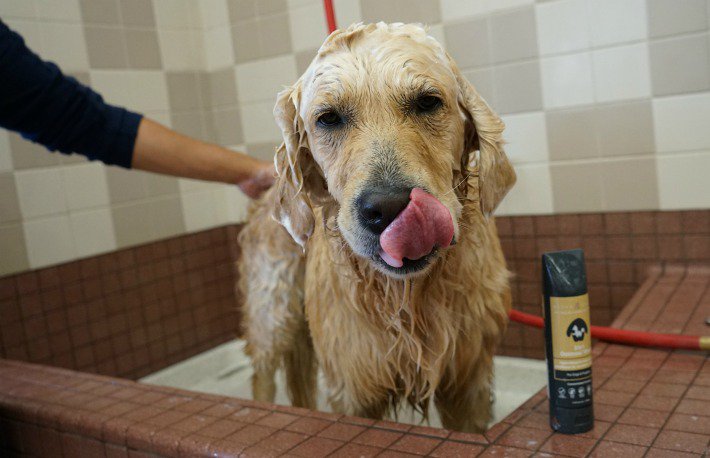 GoldenWoofs's tweet photo. Woofs! Happy #TongueOutTuesday 😛 I had a pawsome #dogbath 🐾🛁 using #naturallyaustralian #RufusandCoco #dogshampoo #ad https://t.co/RI5nuXIkkJ https://t.co/1QhqqC7Eiw