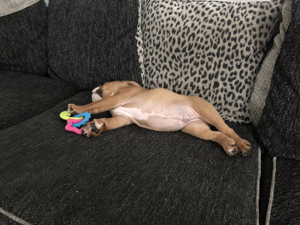 SolBulldog's tweet photo. Well had a busy day today being awesome...time for a nap 😴 😴😴 #bulldog #lazyday #itsahardlife #englishbulldog https://t.co/Y1lSpwWmy5