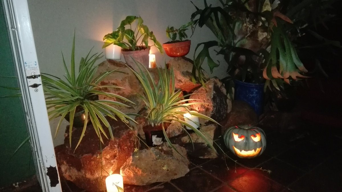 Val_Opperman's tweet photo. @carolkirkwood @BBCBreakfast @CammasHall @commoninkcap Concerned WHY the pumpkin flesh is wasted, even the farmer who grows them suggested throwing healthy, low Gi, vitamin, mineral rich, low calorie, slow release energy innards away 😢#lowGi #BBCBreakfast #BBC1 #HealthyNutrition #PumpkinSoup #PumpkinPie https://t.co/njZENse353