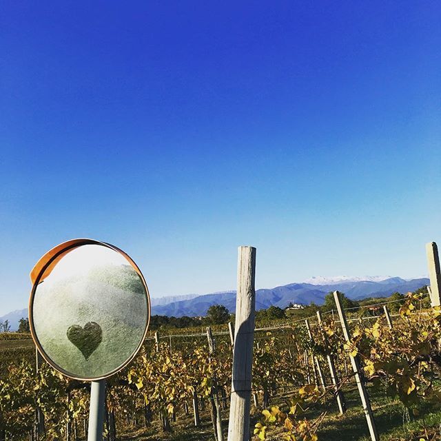 Driving by the vineyards #unexpectedlove