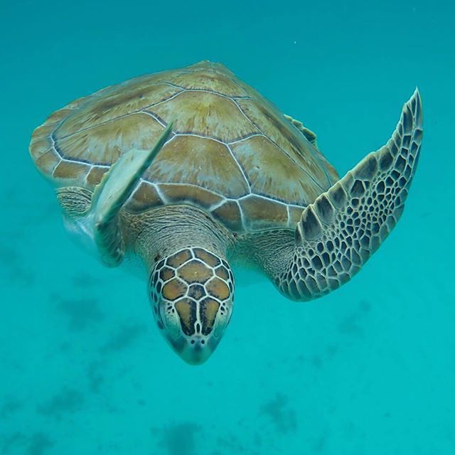 Zen_Map's tweet photo. Don’t miss swimming with sea turtles when you’re in Barbados 🤩👌🏼🐢 .
———————
So proud to repost this awesome photo shared by  one of the bloggers on our platform ZenMap. 
Credit: @thecommontraveler .
—————————————————
ZenMap is a community of travel bloggers who share a platf… https://t.co/MpLo96qfl1