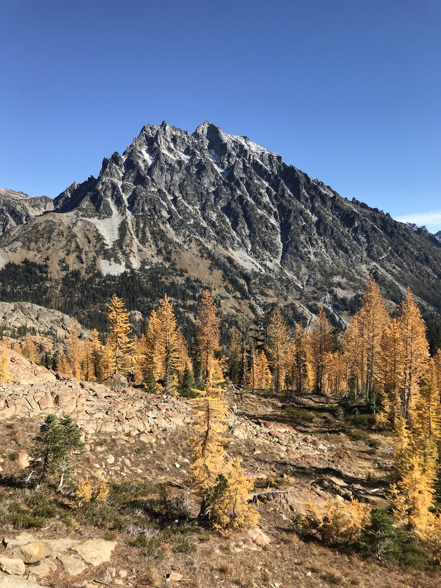 mt_stuart's tweet image. I make the Larches look good!#larchmadness#mtstuart