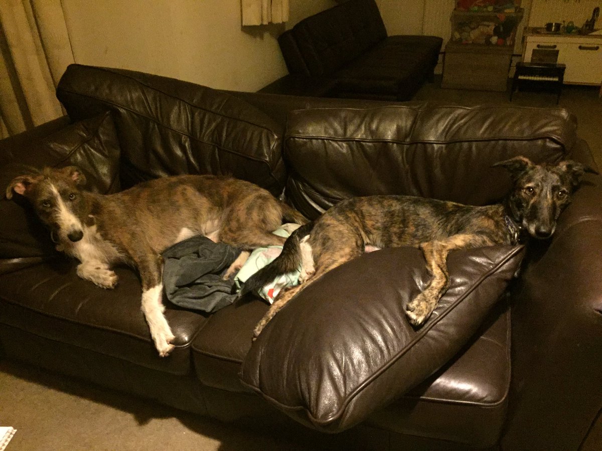 ScoutlovesBoo's tweet image. The lads awaiting their human servants to pat and bring them snacks. How did my career take this twist? #DogButler #lurcher #houndsoftwitter