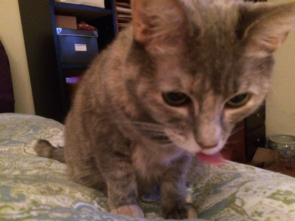 MzspellDena's tweet photo. Tuesday? #TunaTuesday #HaiTimTuesday @timzmom #TongueOutTuesday @tkbgamer and @GeneralCattis looking forward to #Kittenzilla did we miss anything? https://t.co/Y6hDMwvoxD