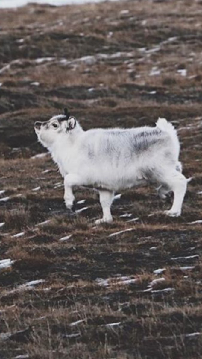 epicreboundgirl's tweet image. åker till svalbard nu