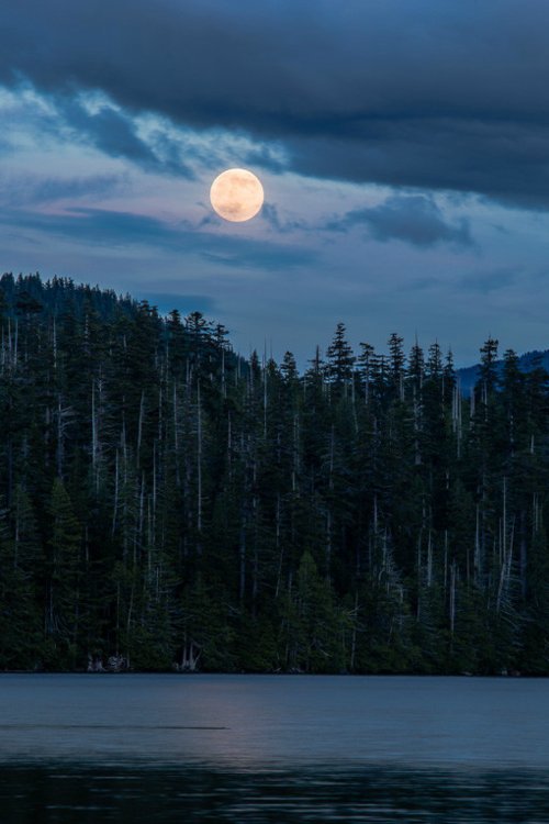 The wild wolf howls to the full Moon.