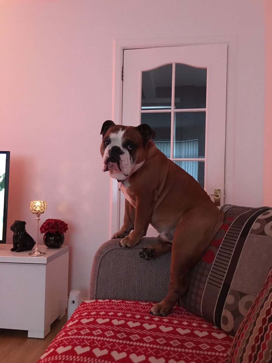 LoveBulldog's tweet photo. Happy 11th birthday to my little Harv!!! 🎂🎉😘 https://t.co/U7zxQqyE5N