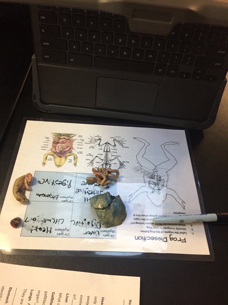 cpmiddle's tweet photo. Crosby’s 7th grade science Ss demonstrating #flipgridfever while dissecting Frogs 🐸. The organs correctly labeled & recorded with Flipgrid demonstrate their knowledge. Super creative!! @cpmiddle #squiressquad #4csbcsd @BCSDTechTeam https://t.co/zAUlQyrvdN