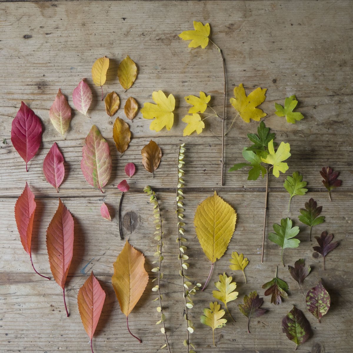 silverpebble's tweet image. As well as a detailed step-by-step for making silver leaf &amp;amp; feather pendants, #makingwinter includes:

🖋️apple &amp;amp; caramel Chelsea bun recipe
🖋️preserving autumn leaves
🖋️making winter collections
🖋️how to draw feathers

It's just £8.24 just now. Bargain:

amazon.co.uk/Making-Winter-…