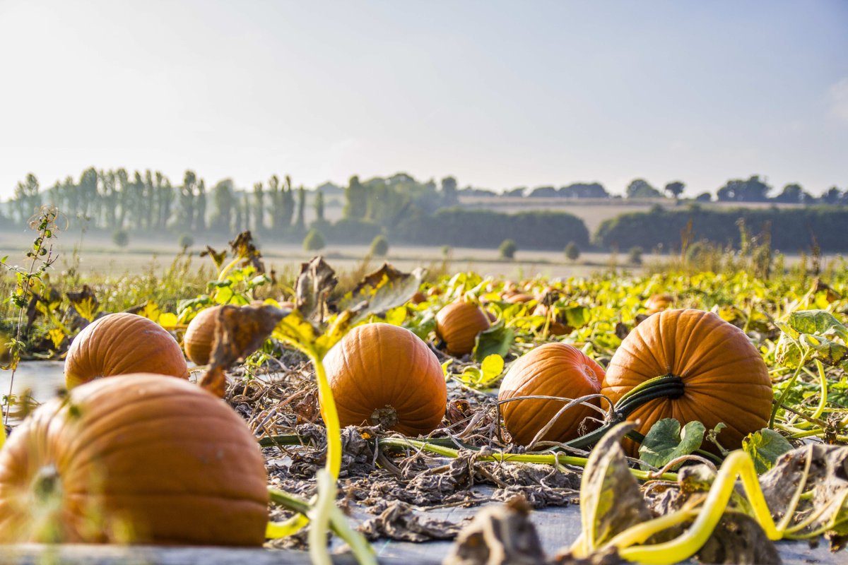 VisitKent's tweet photo. Forget pick your own strawberries, it’s time for the autumnal version – pick your own #pumpkin! Take a look at our roundup of the best places in #Kent to get involved: https://t.co/W1UdOlqXfY https://t.co/TFxlEMrTl1