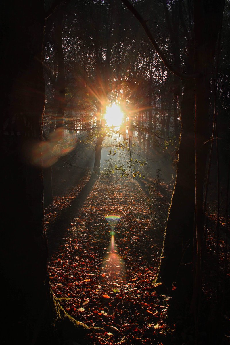Hannahs_images's tweet photo. #autumn is finallly here. Defiantly one of my favourite #seasons. 

Had a lovely walk in the #Woods while the sun was going down and a #bonfire in the distance. #landscapephotography #photographer #northnorfolk #westrunton #nature #leaves #scenery #retweet #follow #colours https://t.co/1pmR0cg4DG