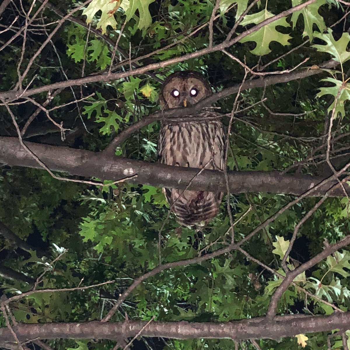 Received a vist from my spirit animal this evening... I am grateful.
